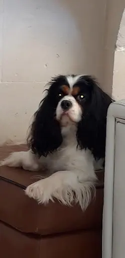 Élevage Cavaliers King Charles des Hauts de Sianne Scea Rcs de Bar le Duc N°980 085 526