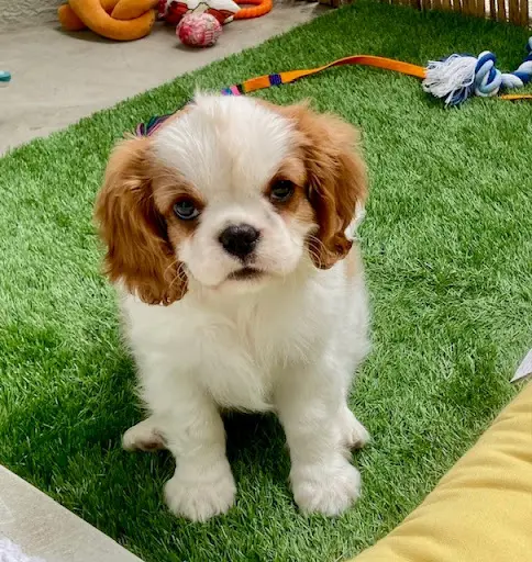 Westie Cavalier King Charles Coton Tulear Berger Shetland-des Sentiers du Perche