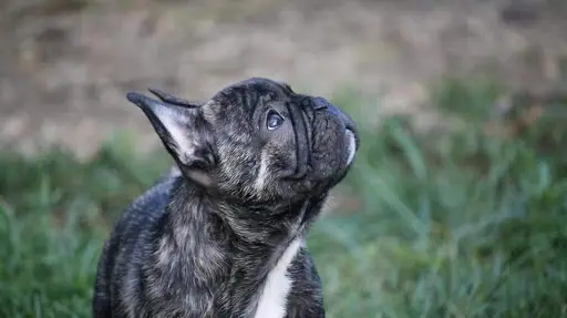 Élevage du Petit Doguin Bouledogue Français Lof