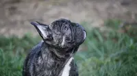 Élevage du Petit Doguin Bouledogue Français Lof