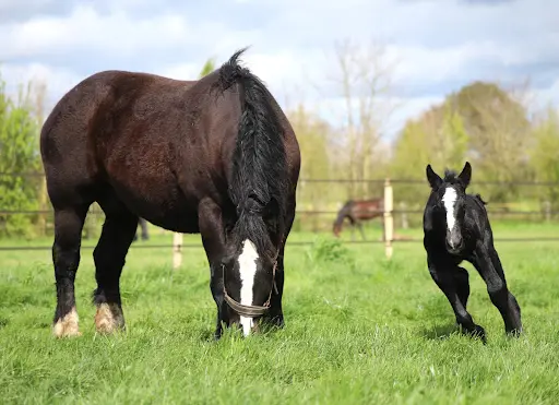 Haras de la Paumardiere