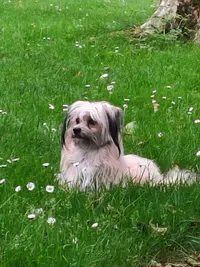 Cse Canin