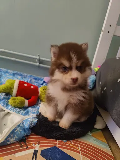 Le Royal Puppy Pomsky