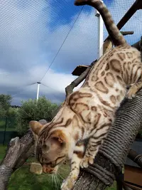 Chatterie des Bengals de Zeus - Elevage de Chat Bengal Gard