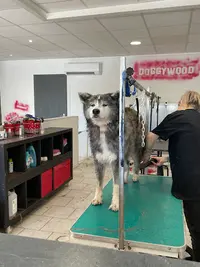 Doggywood