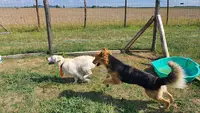 Com Educ Pension et Education Canine