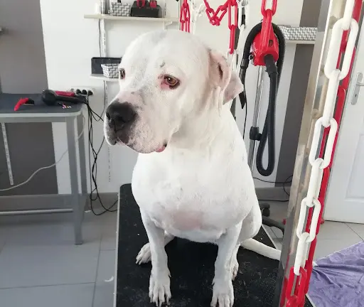 Dolly Star Salon de Toilettage