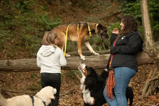 Apprivoise Ton Chien - Educatrice Canin & Pet Sitting