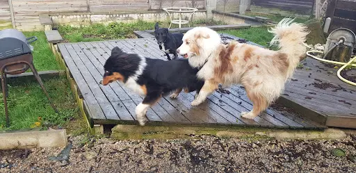 É-du-chien