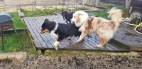 É-du-chien