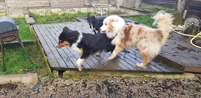 É-du-chien