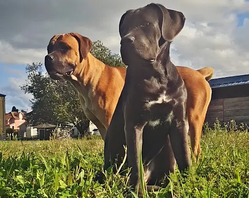 Élevage Empire Azzurien (cane Corso & Maine Coon)