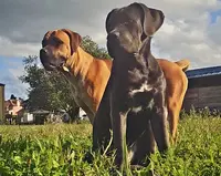Élevage Empire Azzurien (cane Corso & Maine Coon)