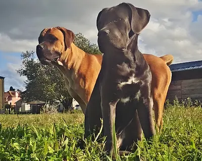Élevage Empire Azzurien (cane Corso & Maine Coon)