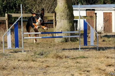 Fun Dog