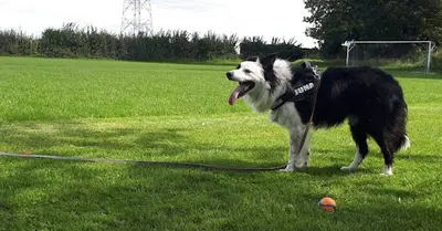 Passion Canine