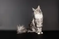 Chatterie des Highcoons - Elevage de Chats Maine Coons