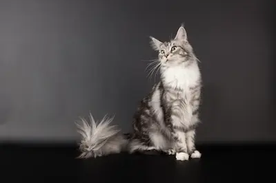 Chatterie des Highcoons - Elevage de Chats Maine Coons