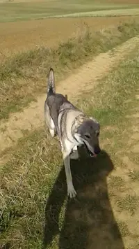 Chaxci Annimals