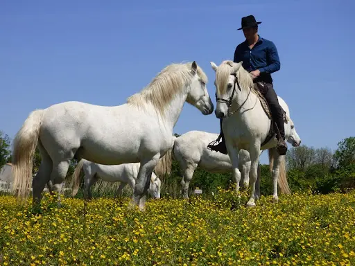 La Manade Promenade À Cheval