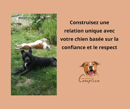 Comportement Complice - Educatrice et Comportementaliste Canin
