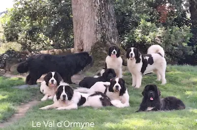 Le Val d'Ormyne - Élevage Familial de Terre-neuve et Landseer Continental Européen Lof