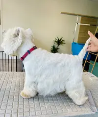 l'Atelier Canin