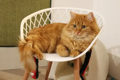 Les Pachas d'Amandine - Pension Pour Chat