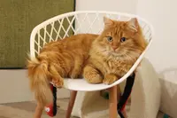 Les Pachas d'Amandine - Pension Pour Chat
