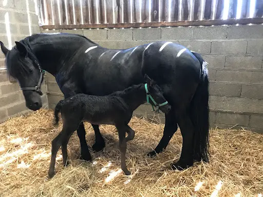 Earl Phil Ing Horses