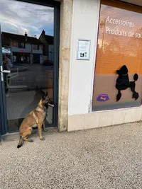 Bcb-dog Sarl