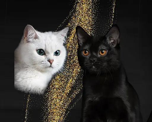 Chatterie du Crépuscule – Élevage de Chats de Race Bombay, Burmèse et British Dans le Loiret, Centre-val de Loire