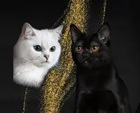 Chatterie du Crépuscule – Élevage de Chats de Race Bombay, Burmèse et British Dans le Loiret, Centre-val de Loire