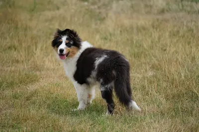 Royaume Canin de la Clé des Champs