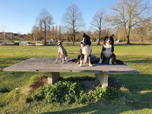 Lm Dog (éducateur Canin Comportementaliste)