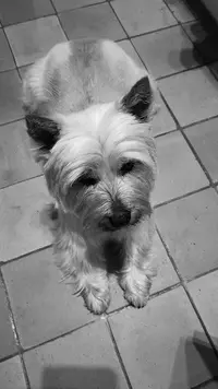 Au Charme Canin
