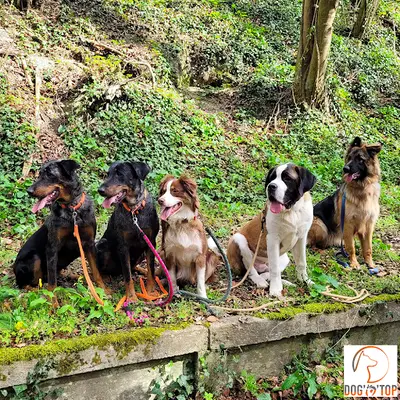 Dog O Top - Educateur Canin, Comportementaliste, Dresseur - Hesdin, Berck, Etaples