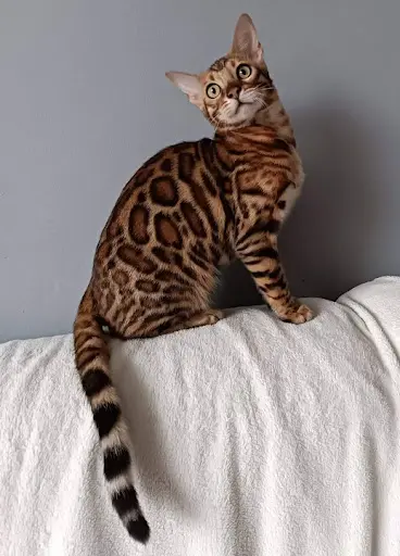 l'Arche de Thina Chatterie Élevage Bengal des Hauts de France