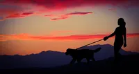 Pet Sitting Services