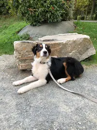 Cyn Ergy Dog Éducateur Canin/ Comportementaliste