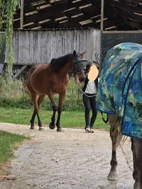 Haras de Beautheil Saints