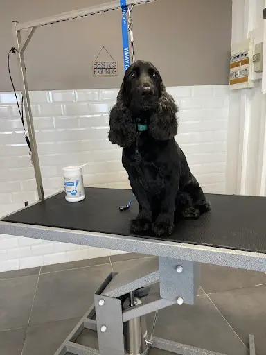 Dan S Pet Grooming - Salon de Toilettage Beautiran
