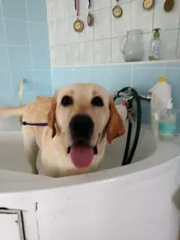Toilettage Kool-toutou