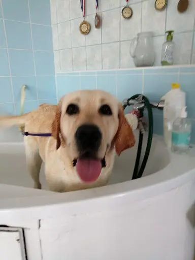Toilettage Kool-toutou