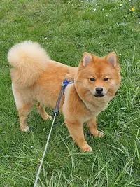 Au Look Canin