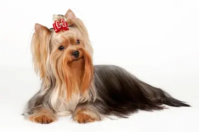 Harmonie Canine