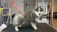Un Poil Plus Beau