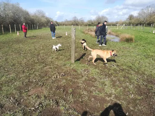 Esprit d'Chien