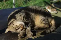 Association Régionale de Protection Animale /chats (a.r.p.a. Chats)