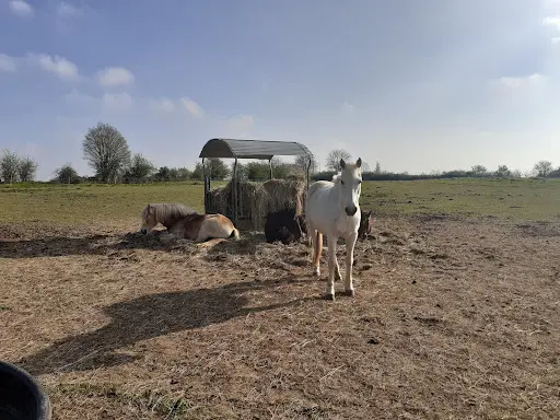 Les Poneys du Four À Chaux